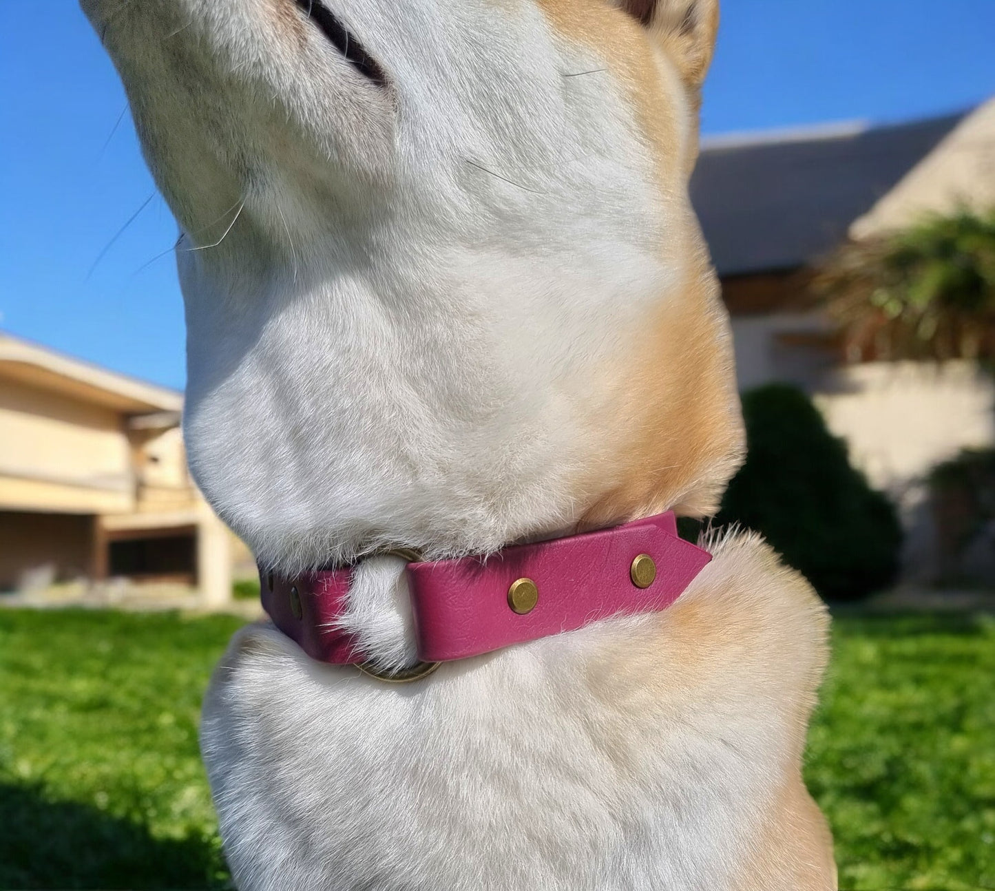 Collier personnalisable en BioThane®. Le charmeur.